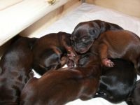 jamniki - w grupie ra�niej i cieplej